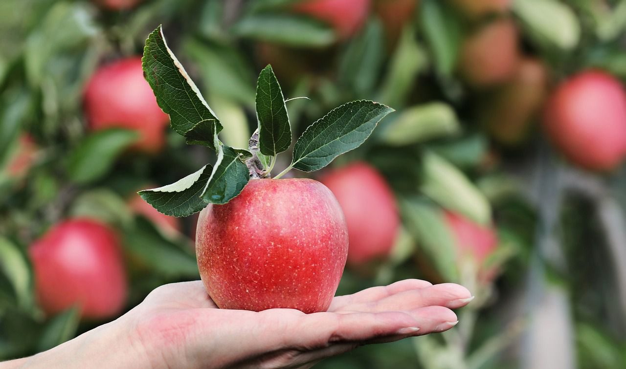 apple tree