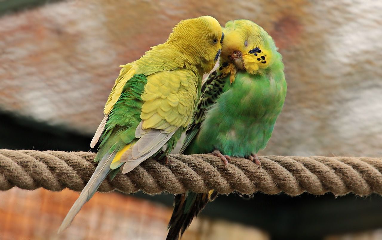 budgies