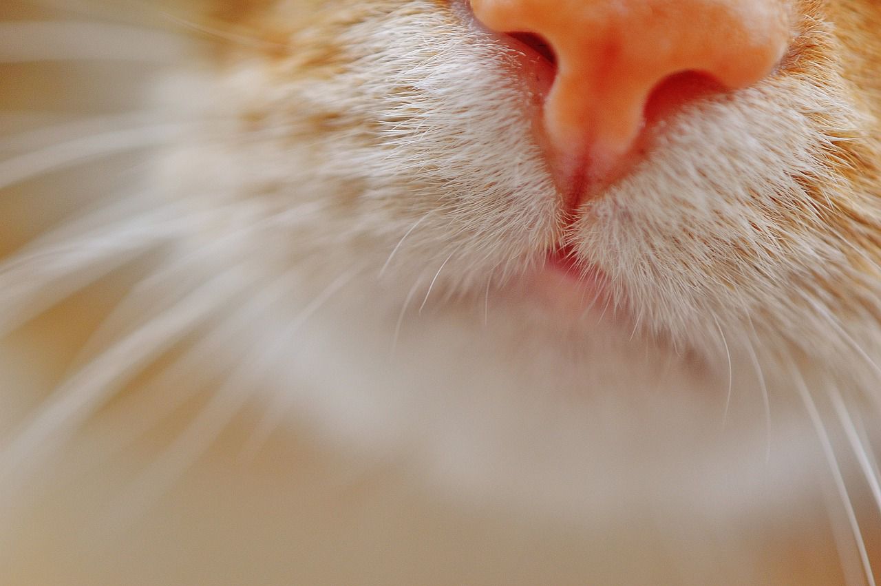 cat nose