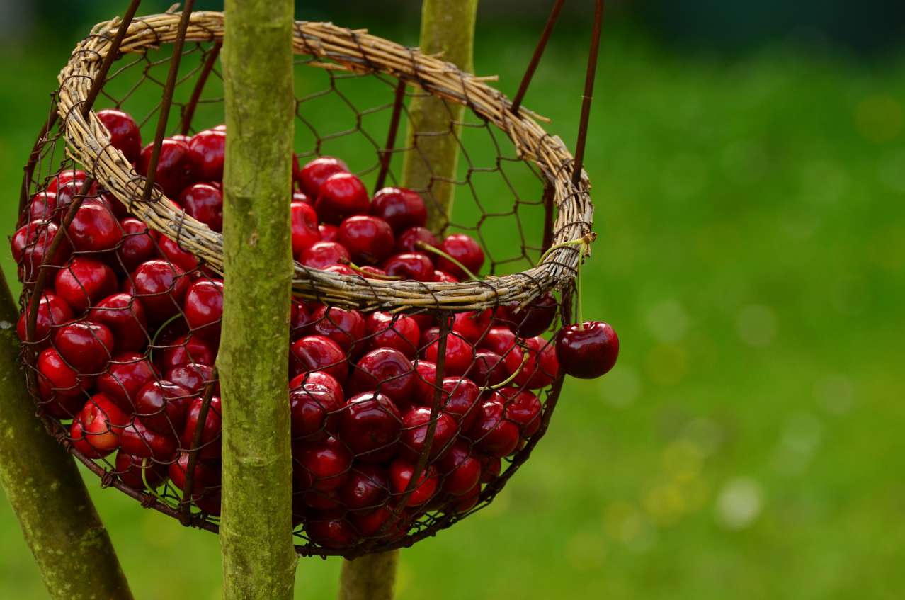 berries