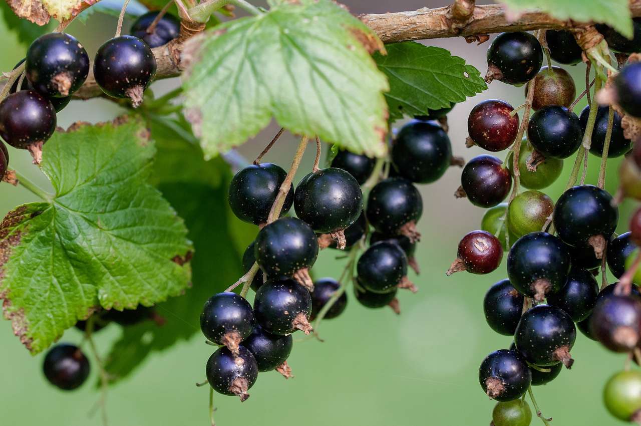 berries