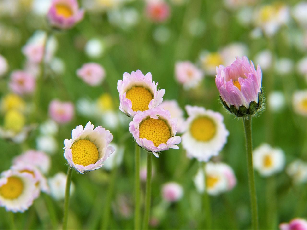 flowers