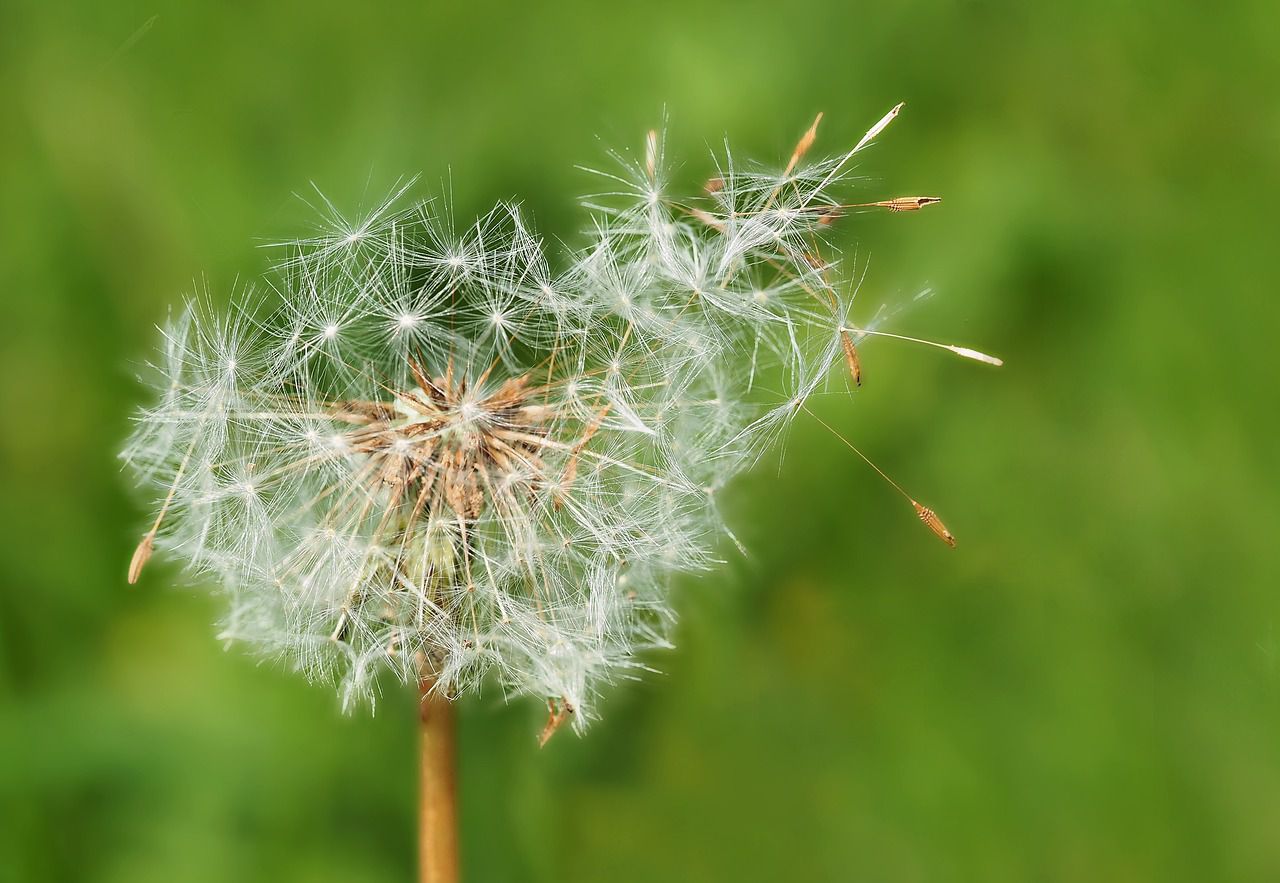 dandelion