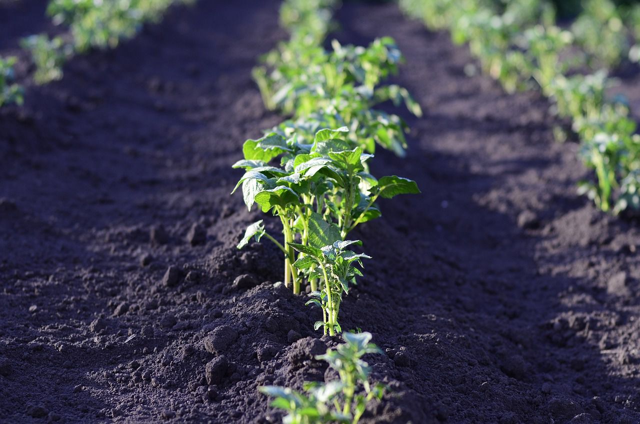 potato plants