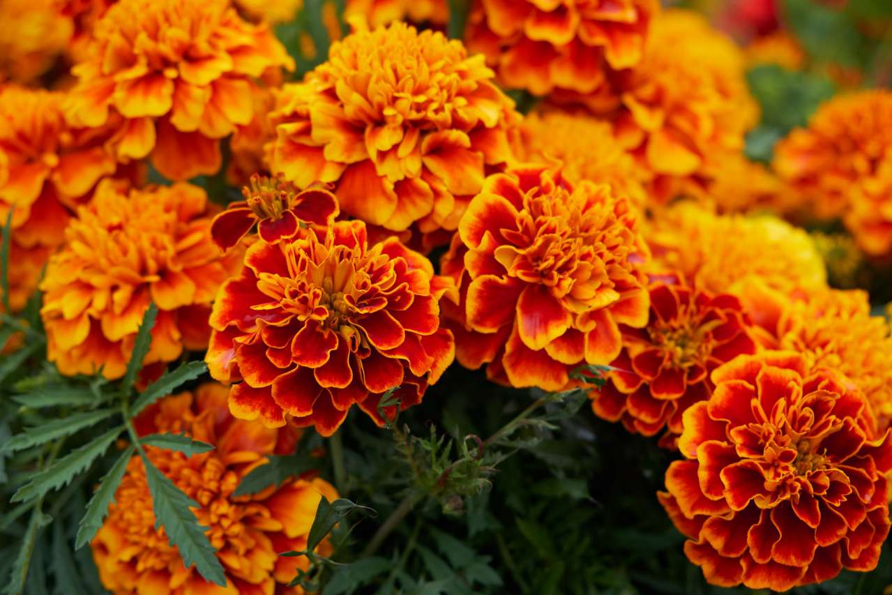 marigolds