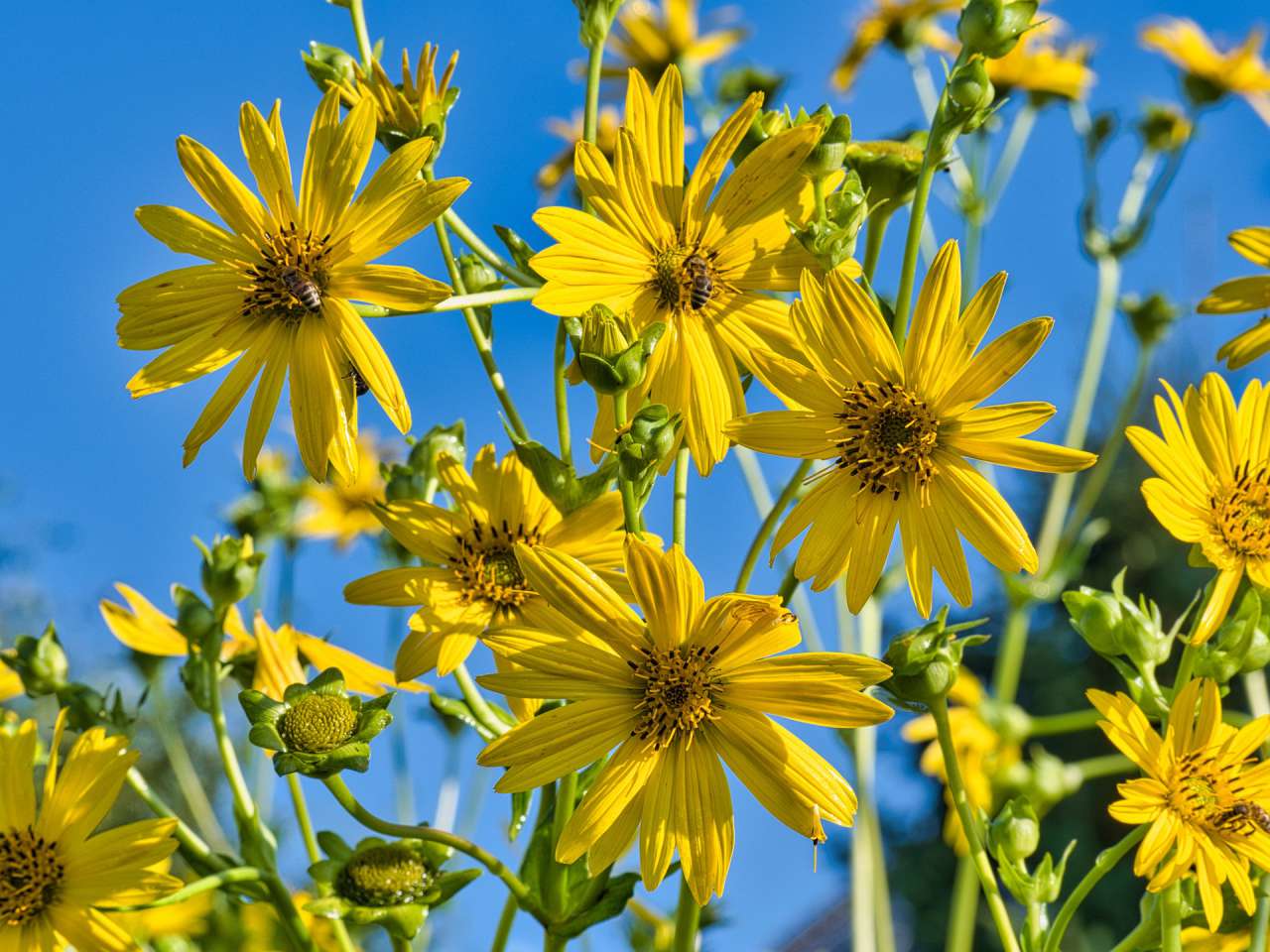 flowers