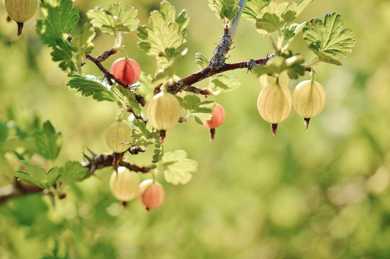 berries