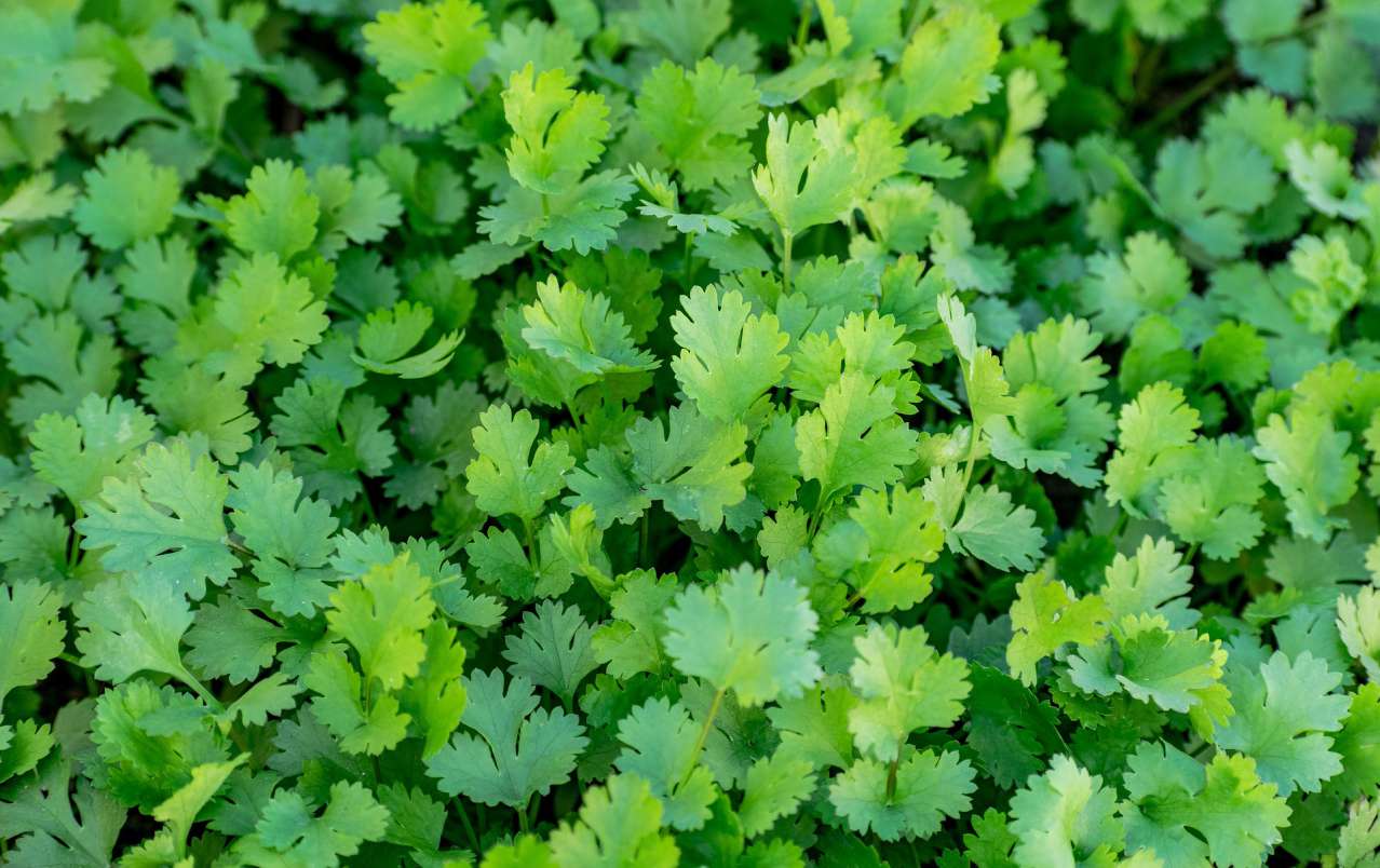 cilantro