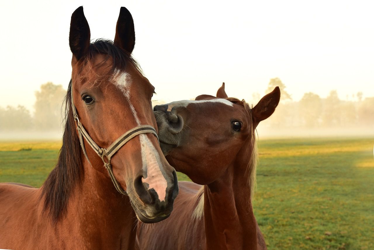 horses