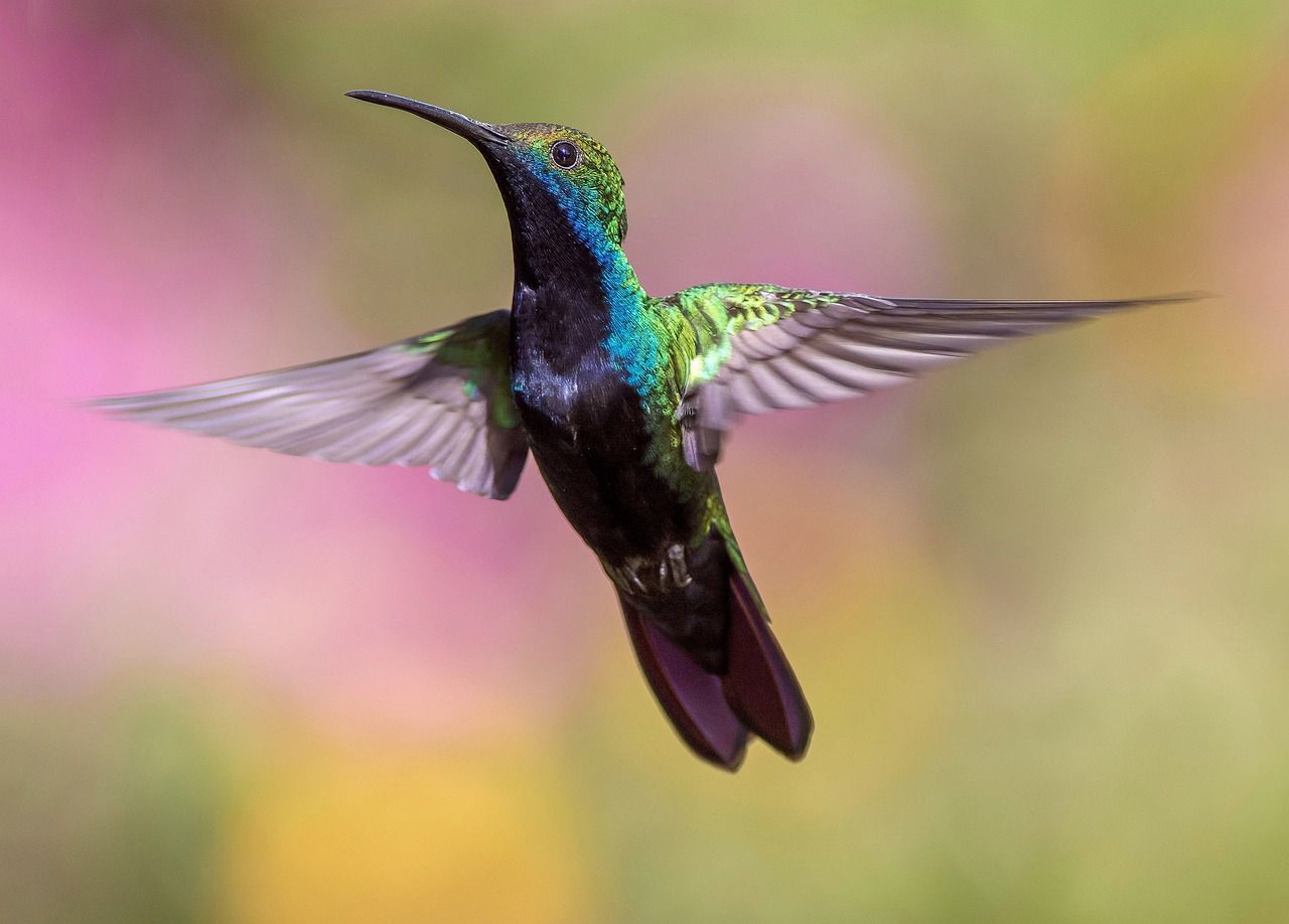 hummingbird