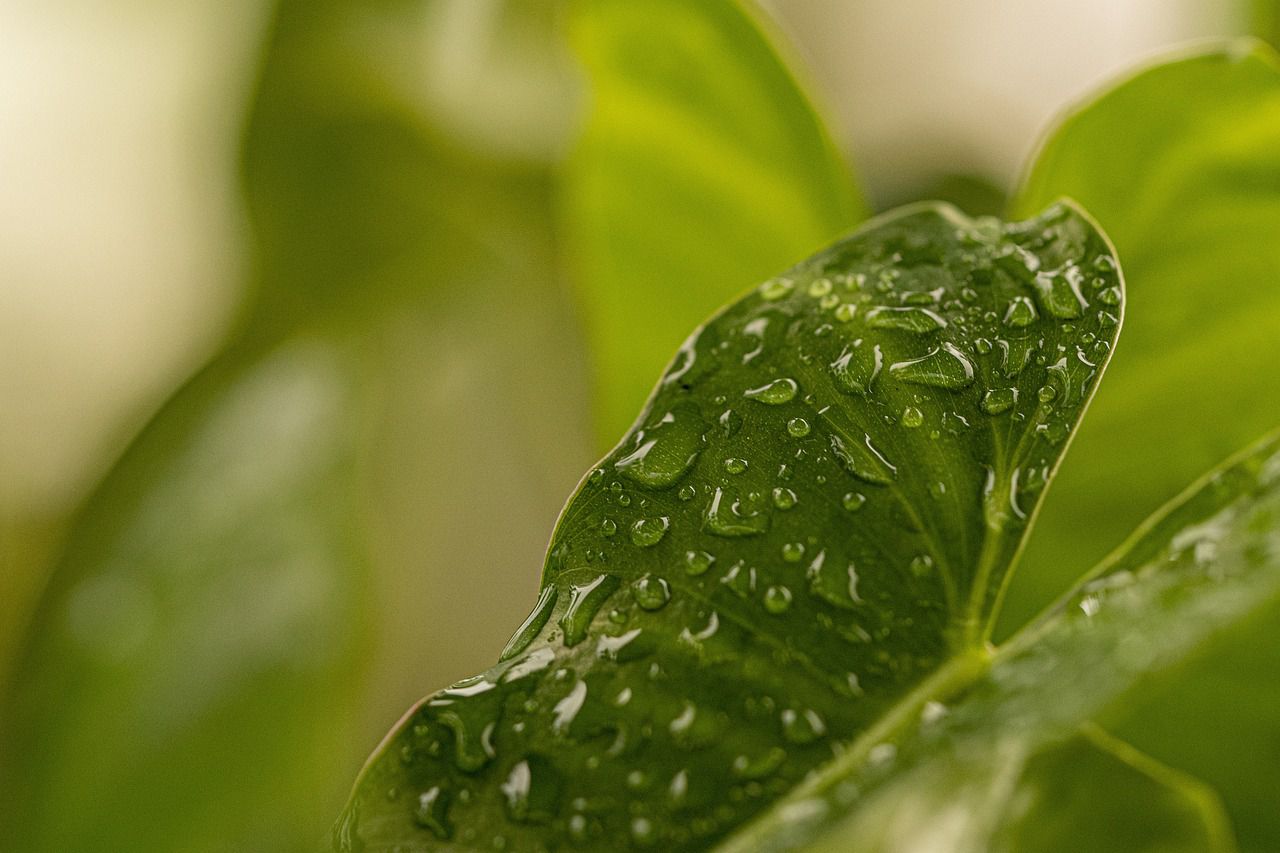 wet leaf