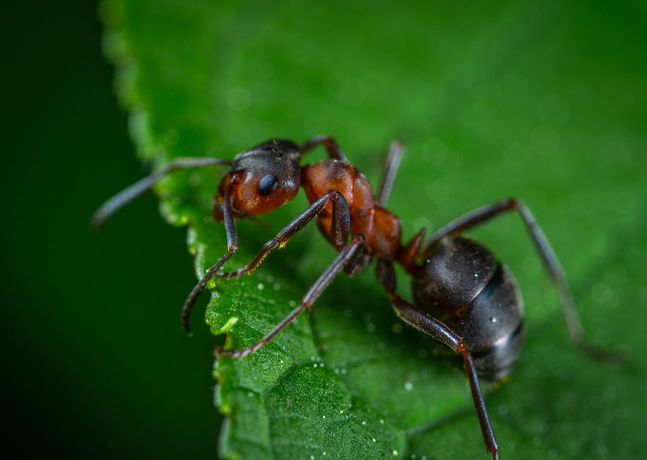 ant