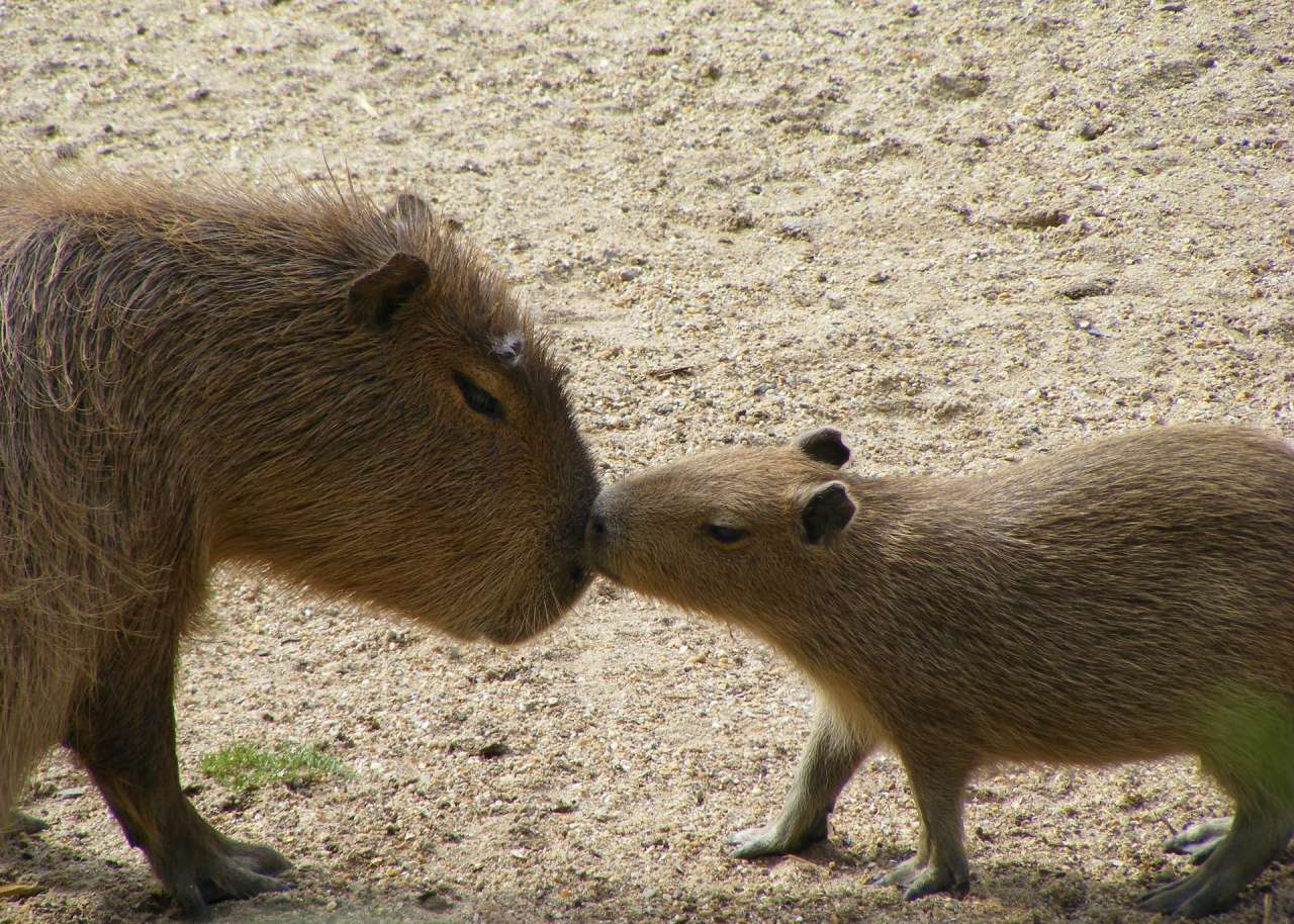 capybaras