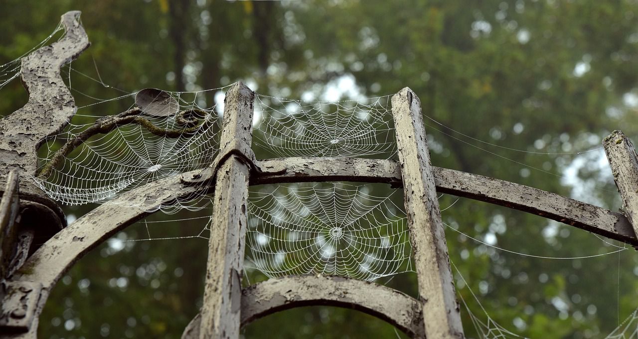 spider web