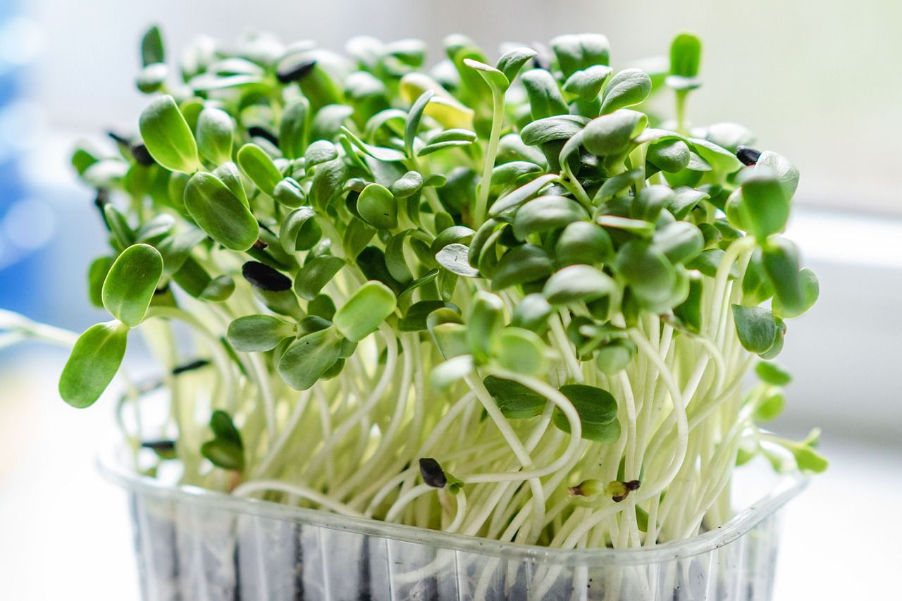 microgreen