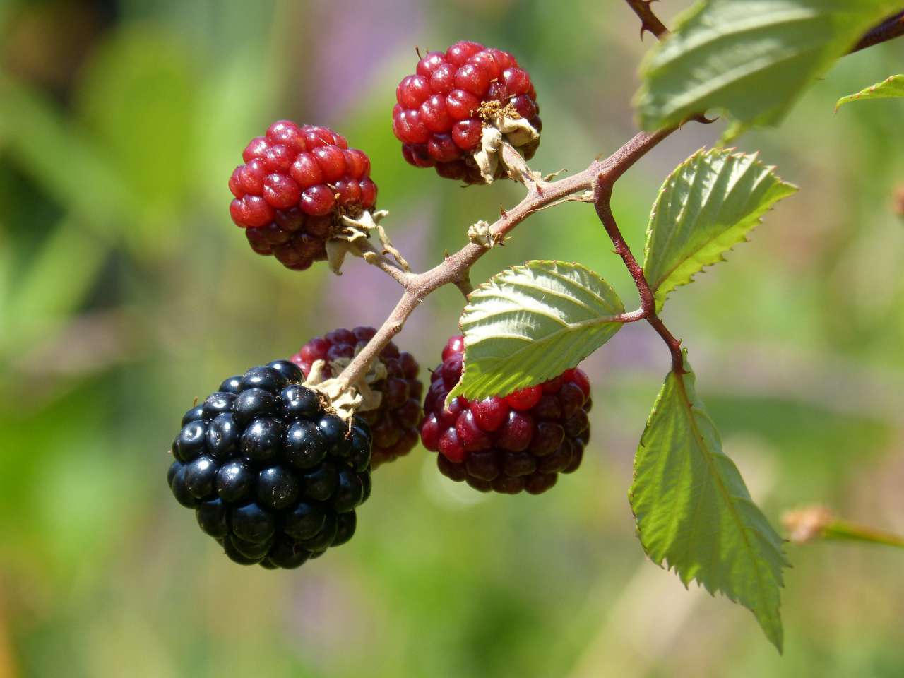 berries