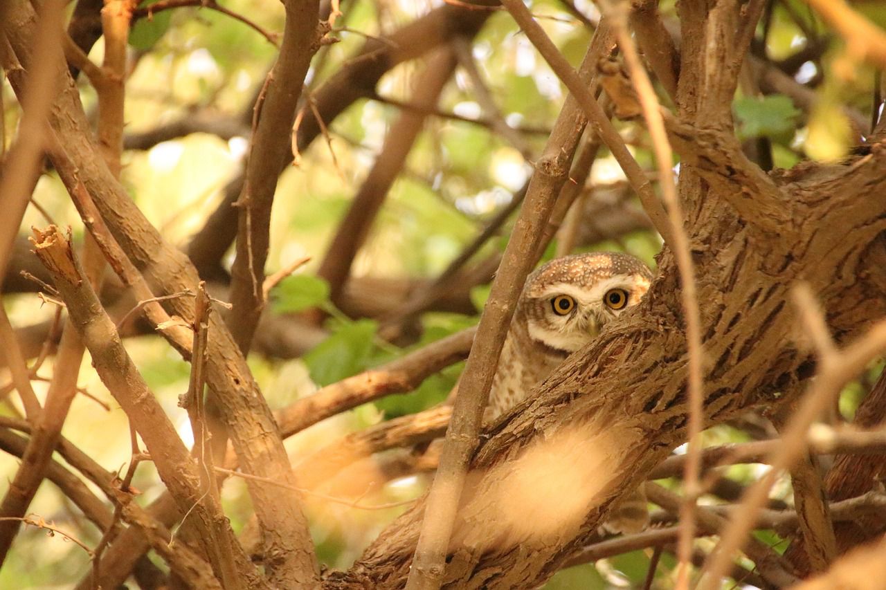 owl hiding