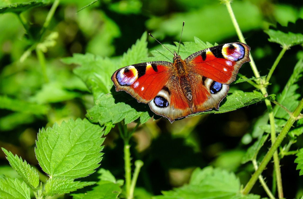 butterflies