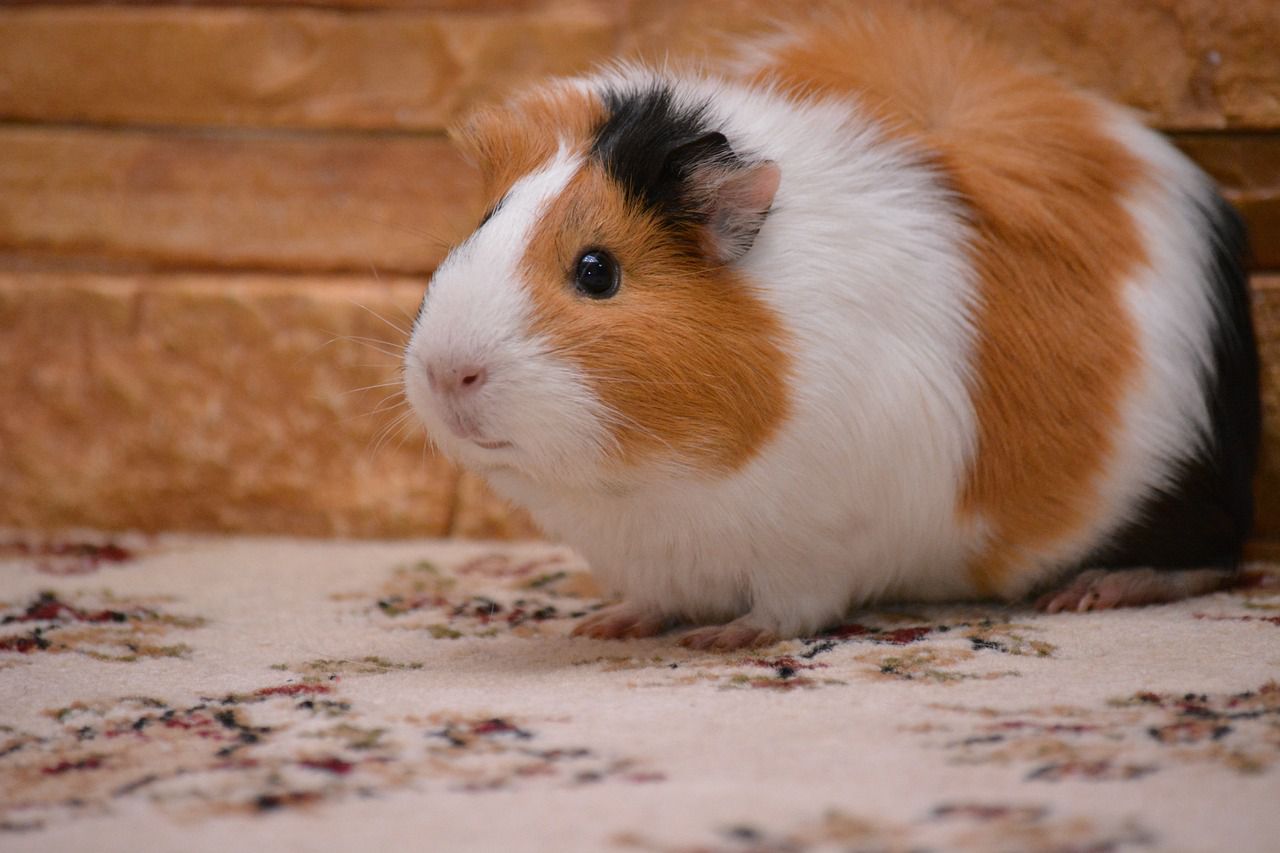 guinea pig