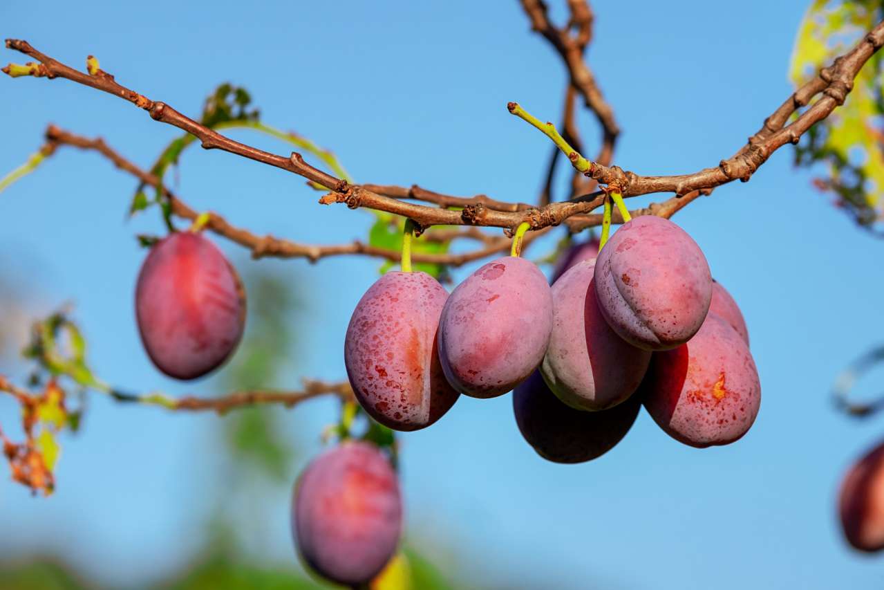 fruits