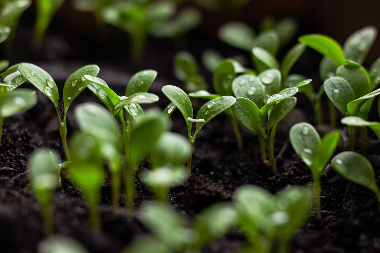 seedlings