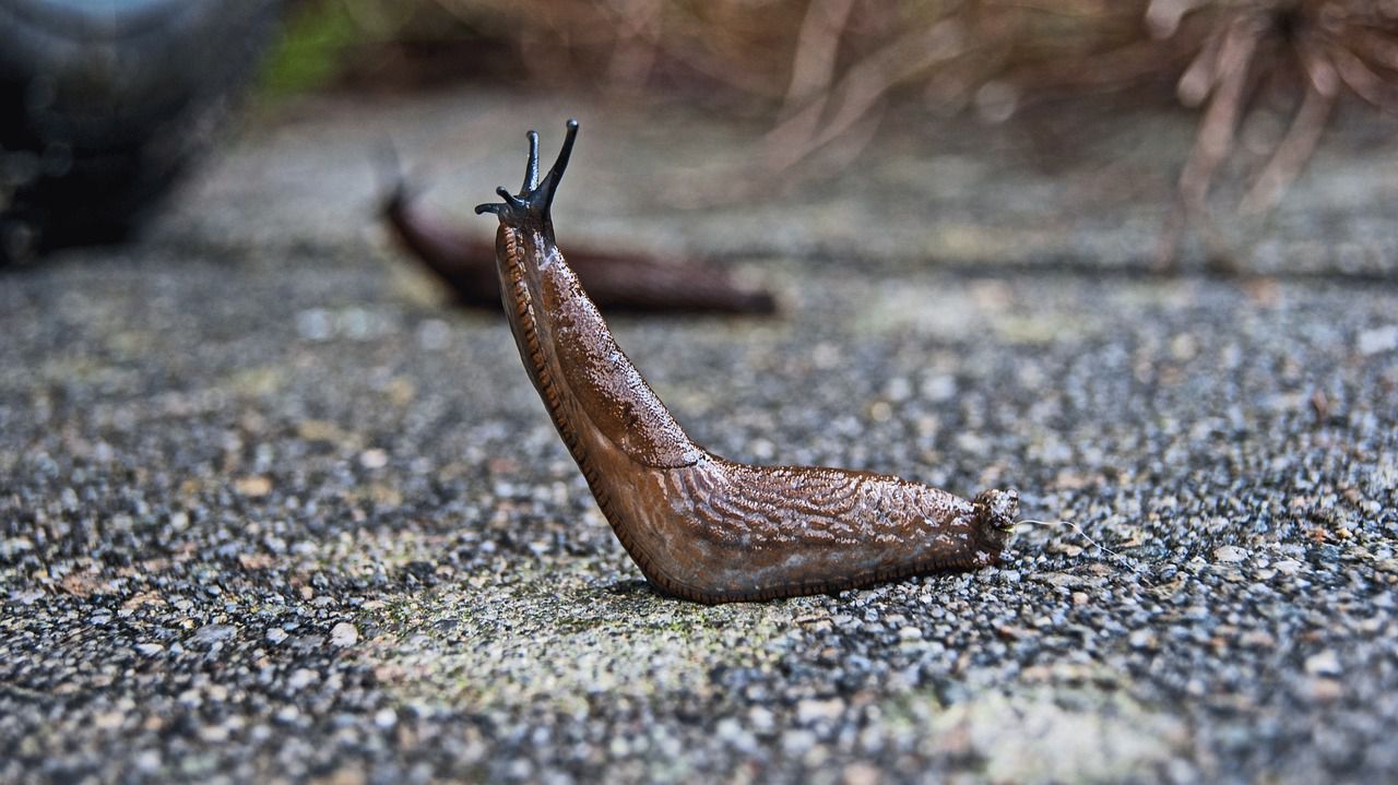 slug