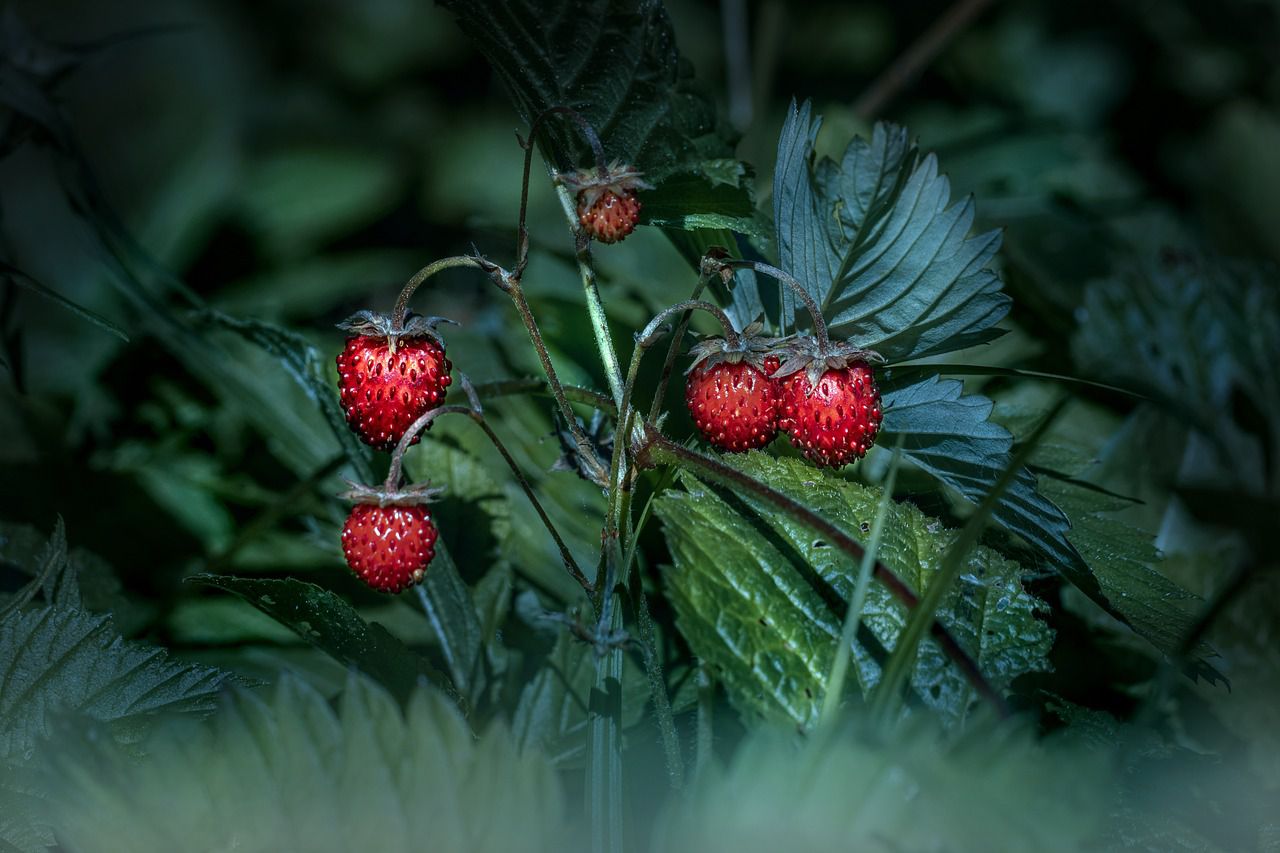 wild strawberries