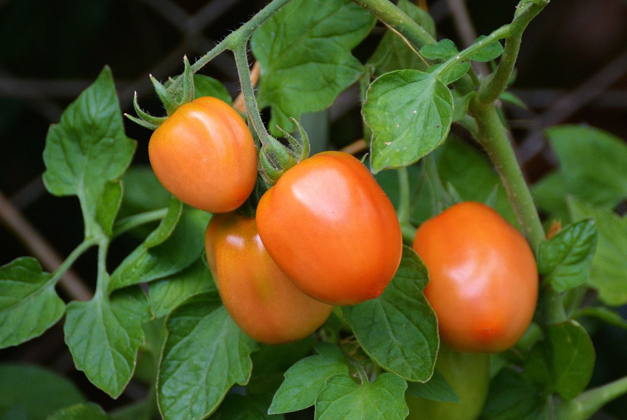 tomato plant