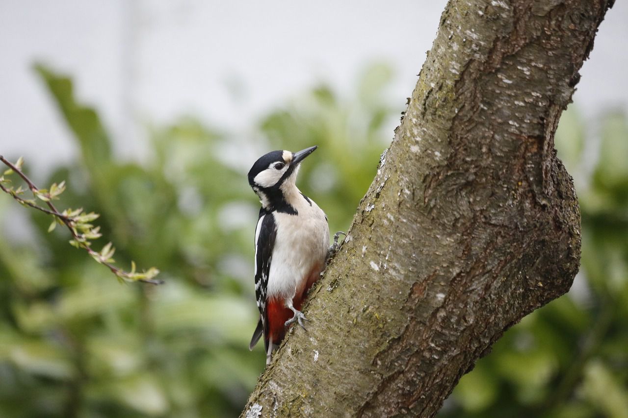 woodpecker