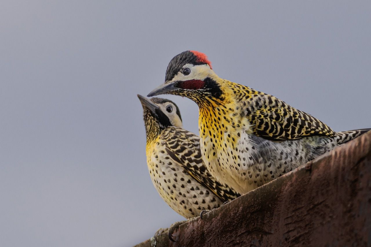 woodpeckers