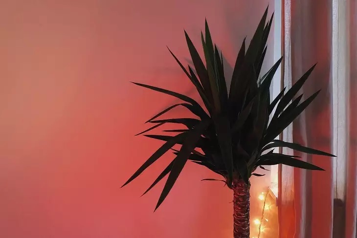 14 разновидностей комнатной пальмы, о которых вы не знали