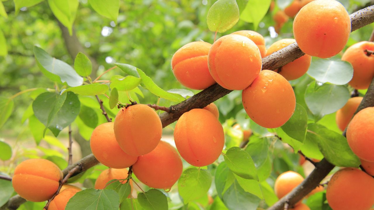 apricot tree