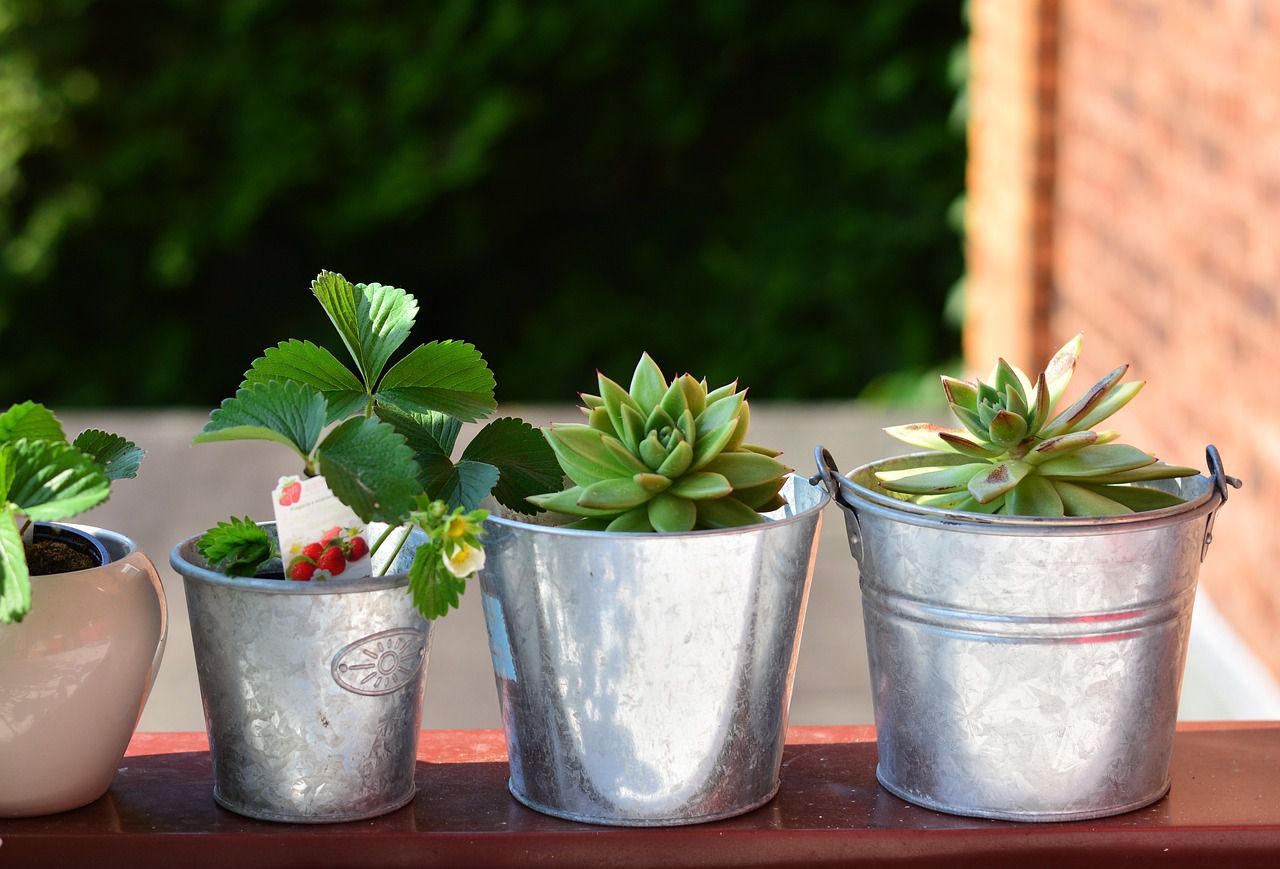 balcony plants