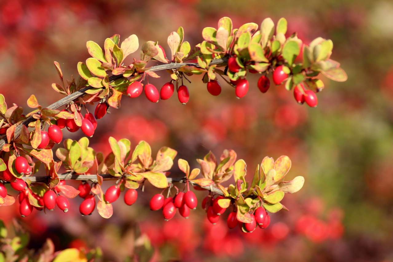 berries