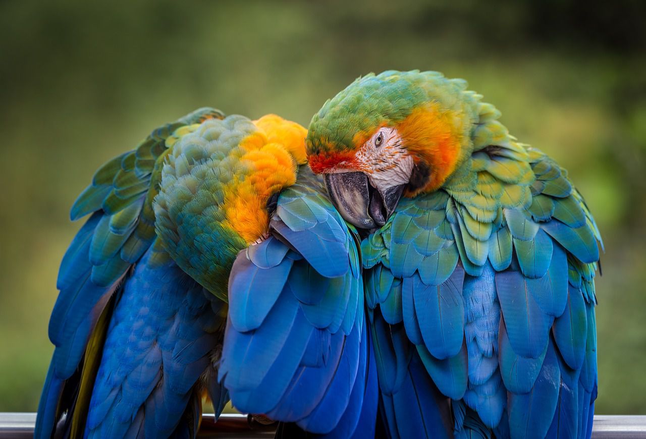 parrots