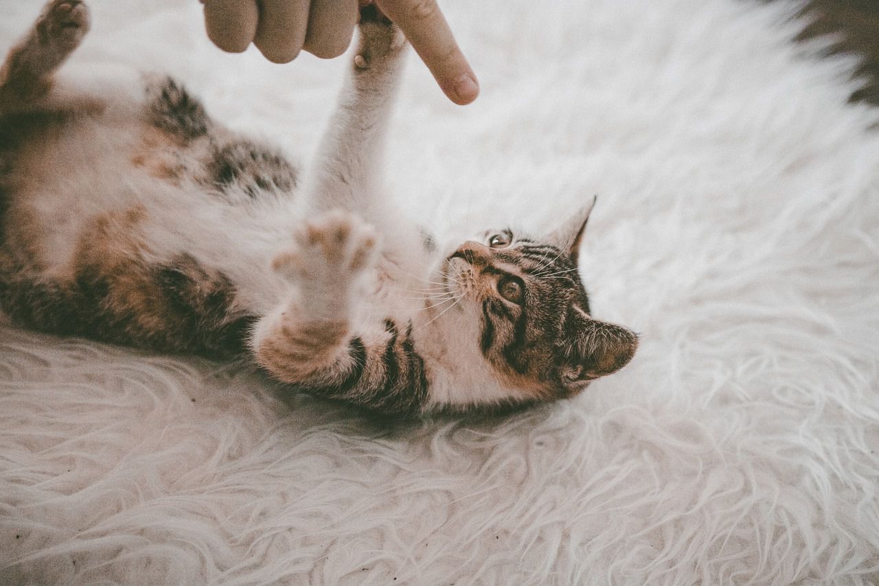 cat on a carpet