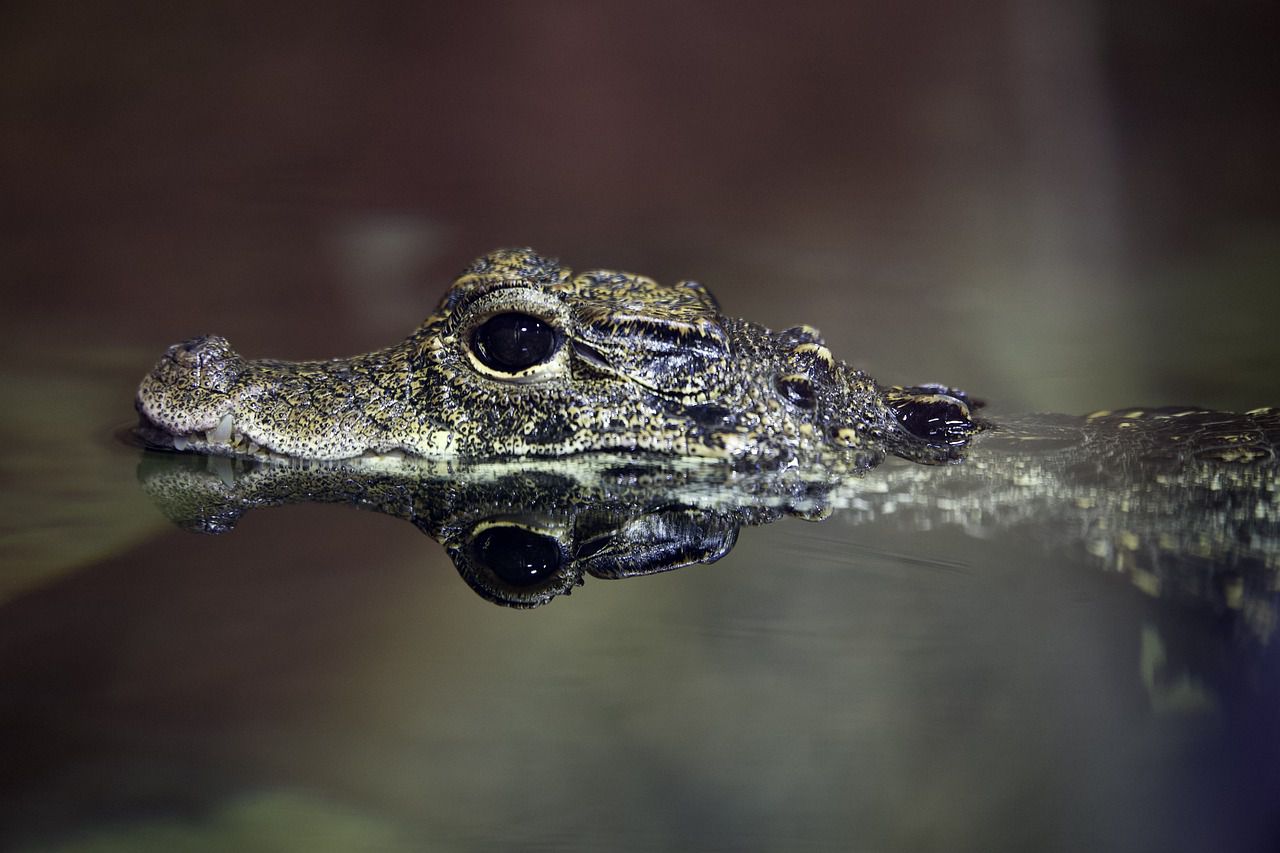 crocodile