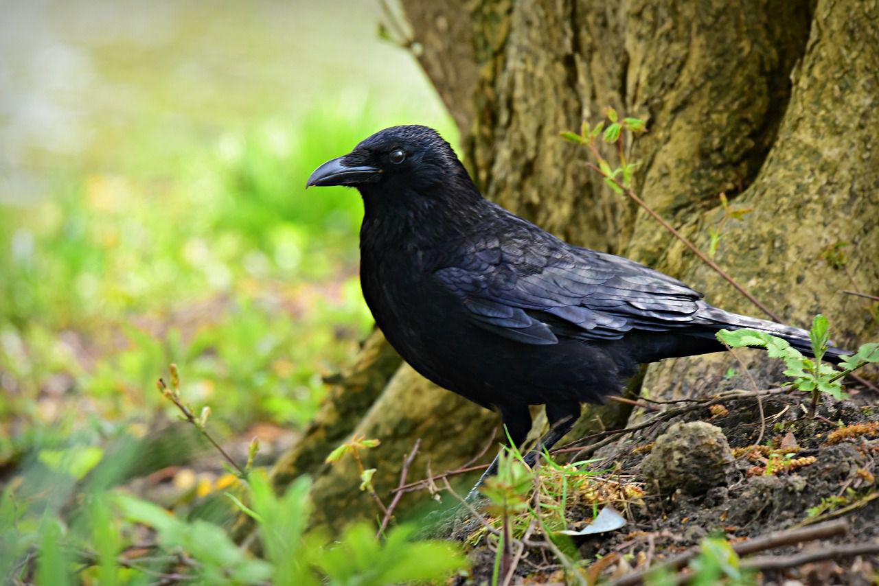 crow