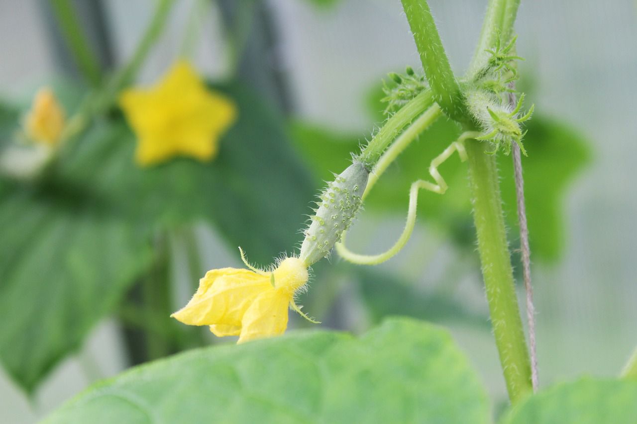 cucumber plant