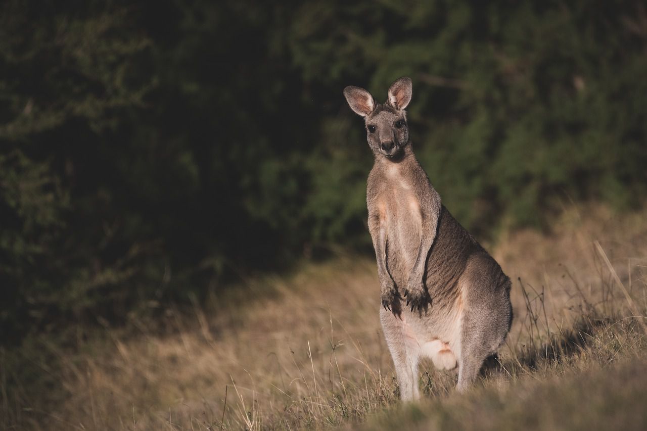 kangaroo