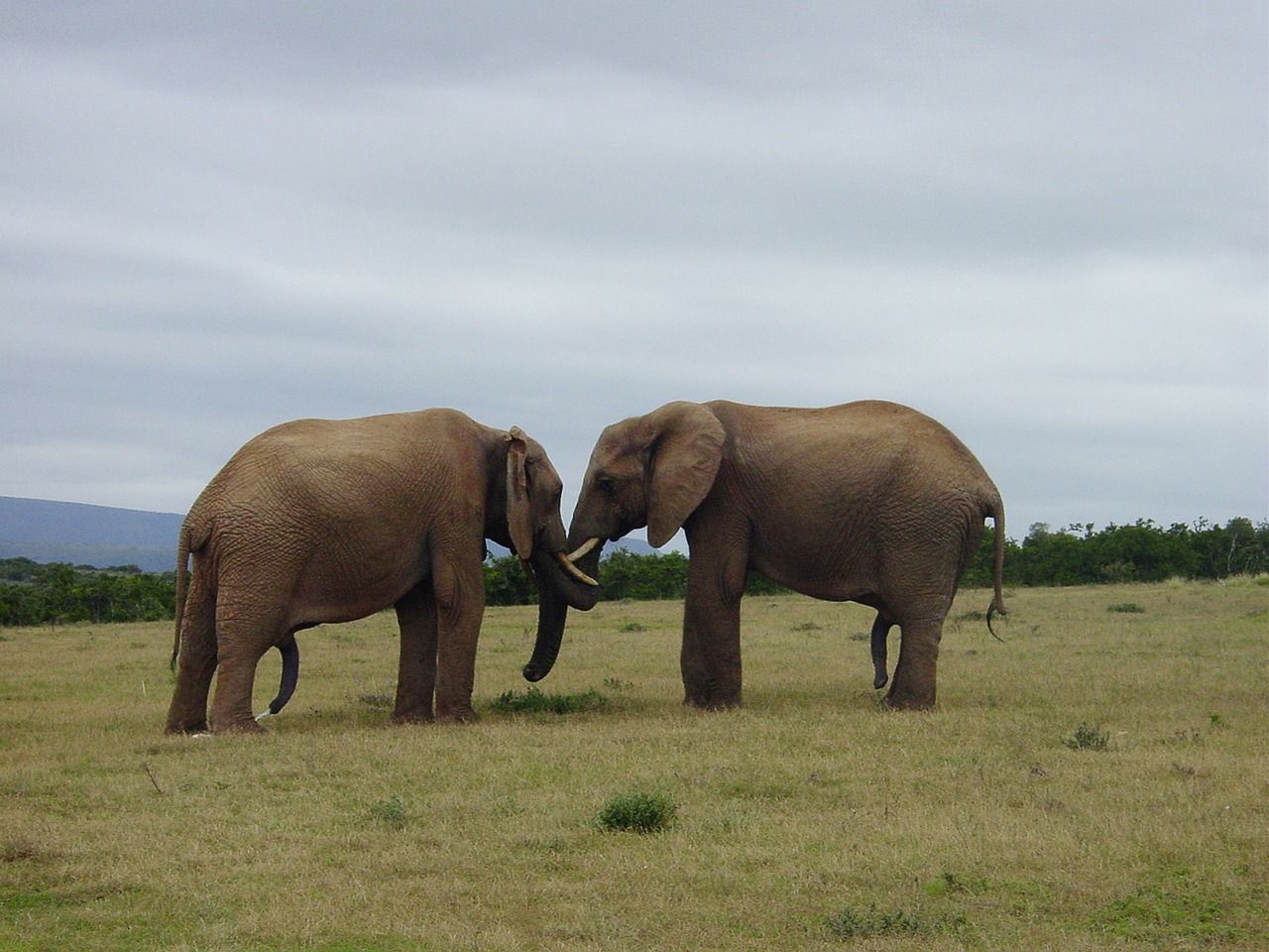 elephants friends