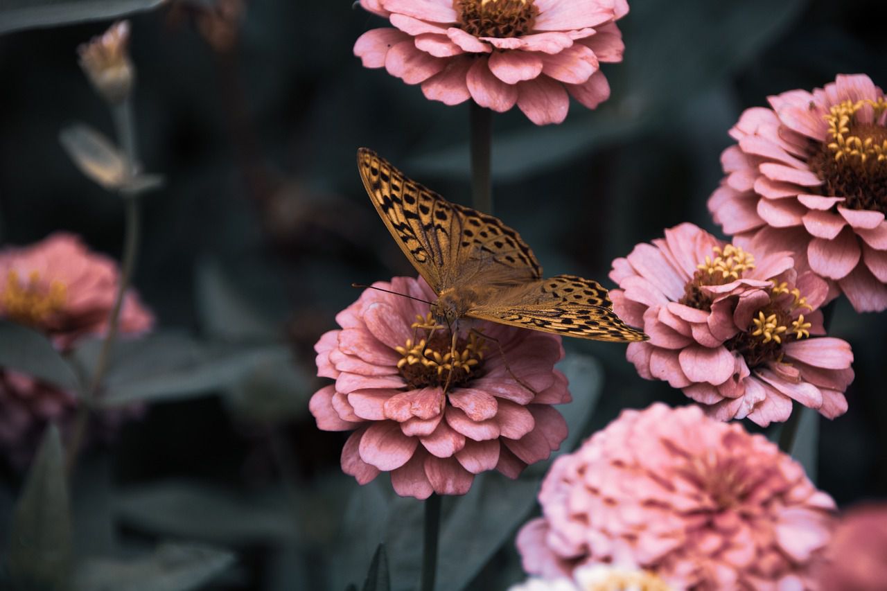 flowers