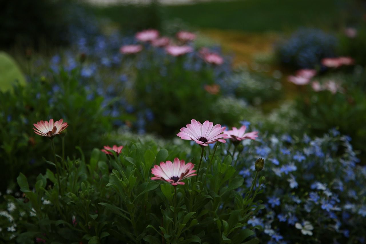 flowers