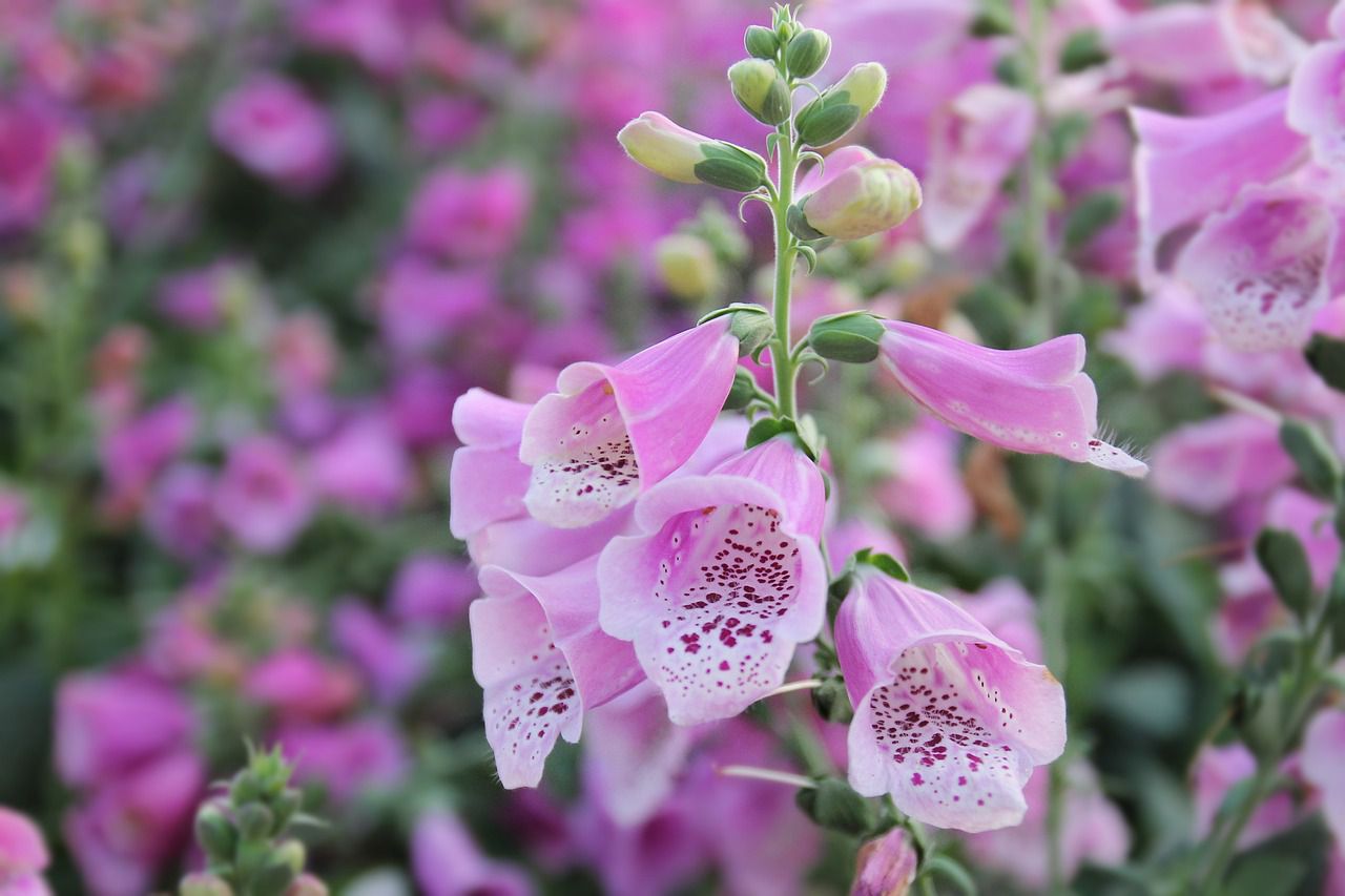 foxglove