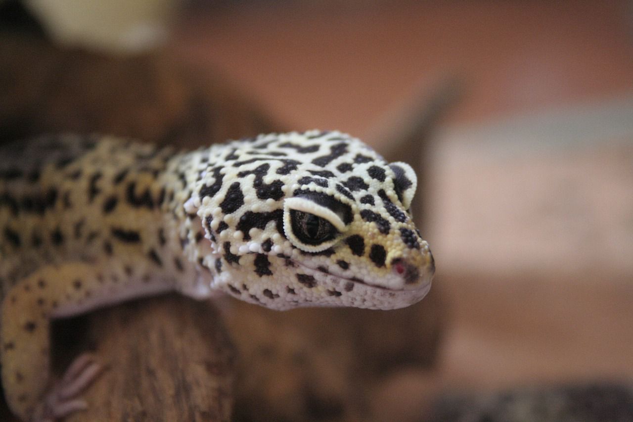 gecko