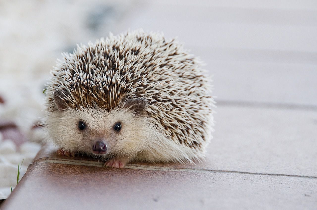 hedgehog