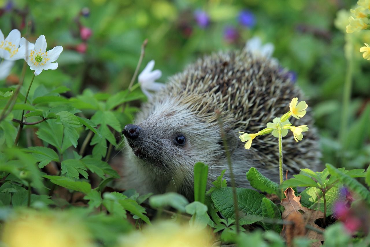 hedgehog