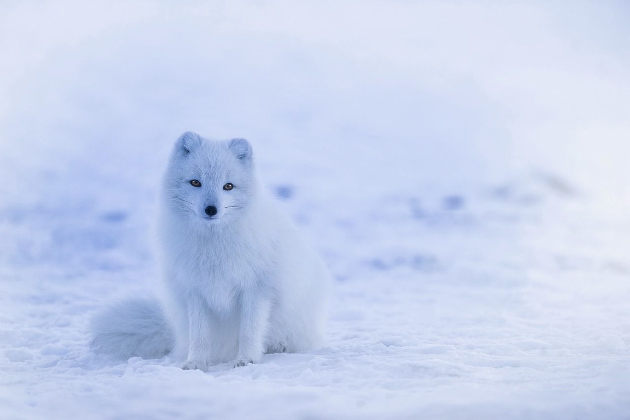 arctic fox