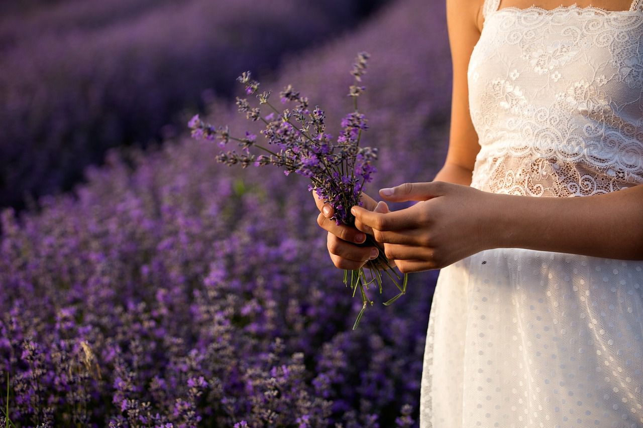 lavender field