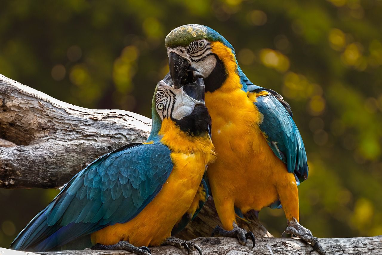 parrots